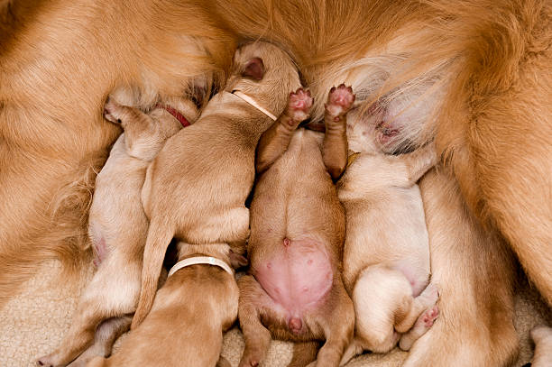 How Many Months Golden Retriever Can Be Born?